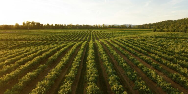 Illinois Biotech Startup Harnesses Prairie Microbes to Boost Crop Yields Without Chemicals